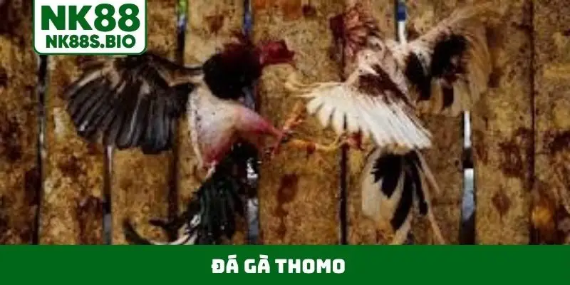 đá gà Thomo